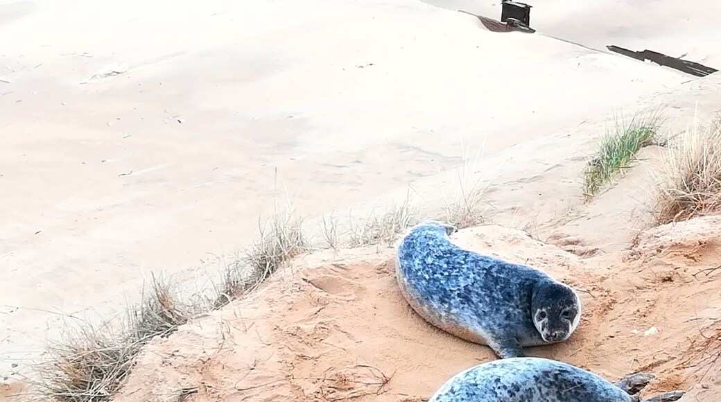 I found these pups against the cliffs sheltering from the wind, and very close to the path!
#seals #Norfolk #wildlife #England #beach
