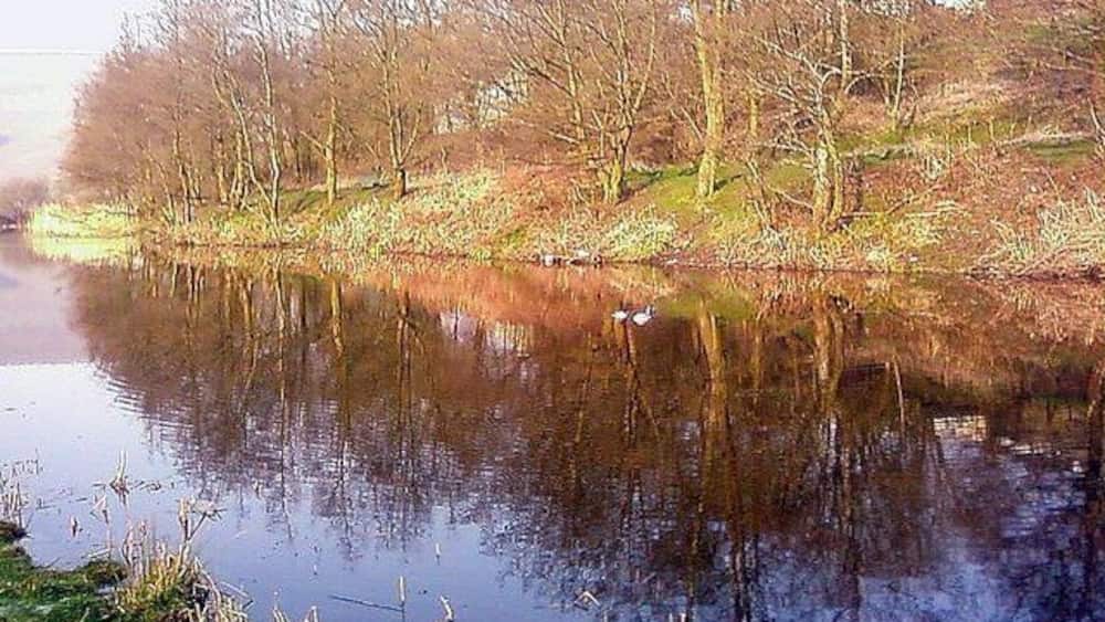 Ein ruhiger Fluss mit Spiegelungen von Bäumen und einem Schwan.
