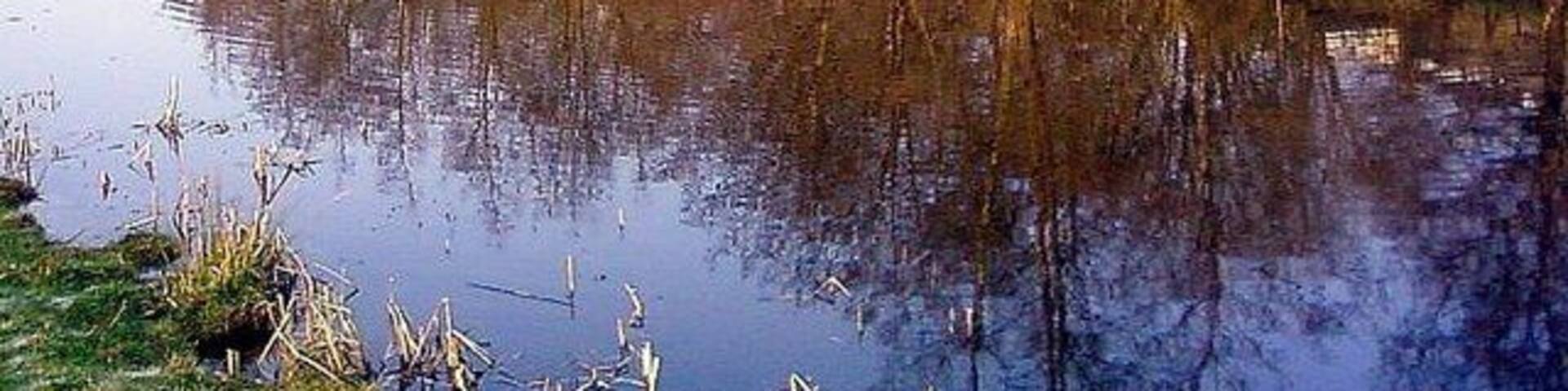 Cwmcelyn Pond, Blaina. This pond was once a feeder pond for local collieries, now it is stocked with fish and a home for Mallard and Moorhen, a pair of Mallard can just be seen just off centre.