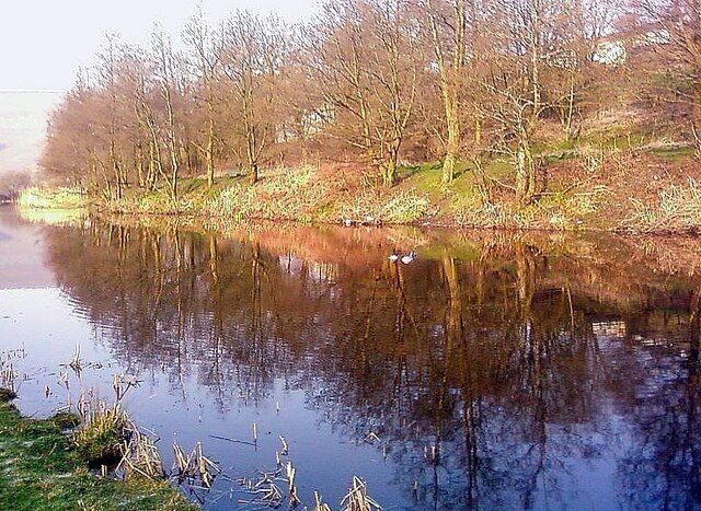 A calm river with reflections of trees and a swan.