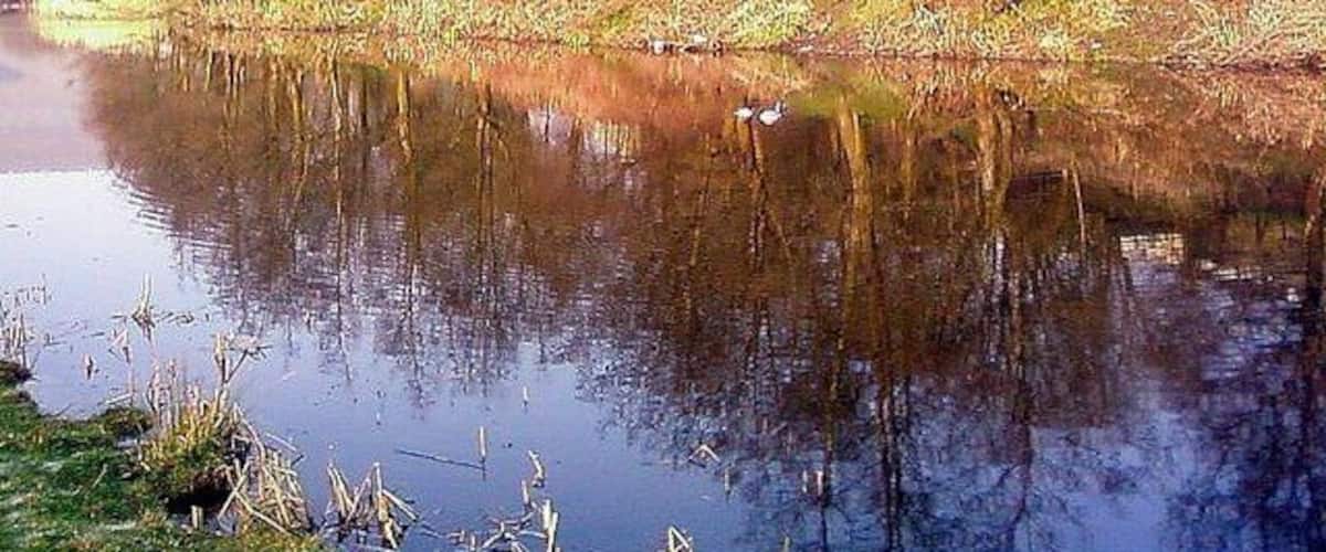 A calm river with reflections of trees and a swan.