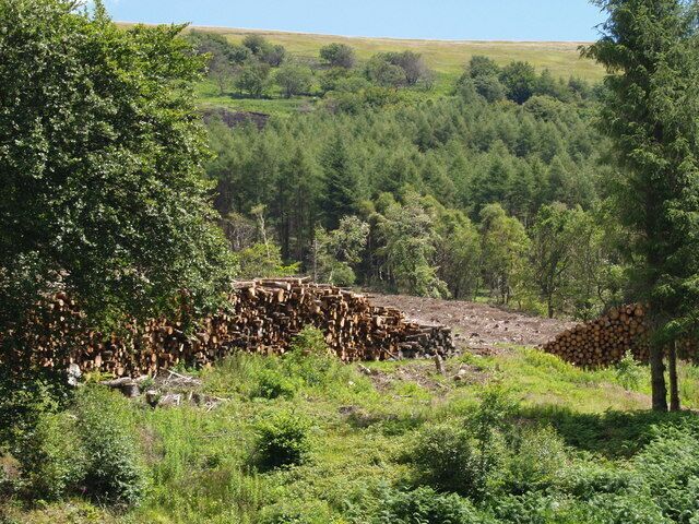 Cwm-celyn Woodland