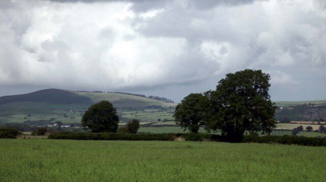 Field above Afon Dyfnant Frenni Fawr plantation in background