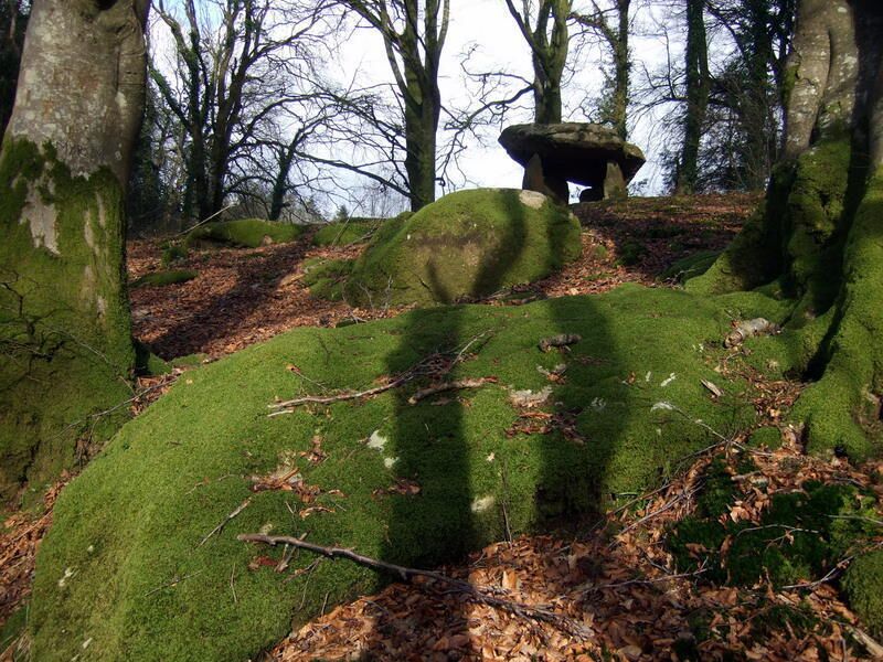 Gwal-y-filiast from below The cromlech stands on a shelf of the valley which below it starts to slope abruptly. The boles and roots of the surrounding beech trees and nearby boulders are thickly covered with moss of a brilliant green which adds a quite magical effect.
