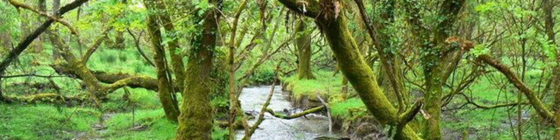 Afon Tigen, Pont Ty-coed, Fron-isaf An idyllic location in less than idyllic weather. This is a view upstream of the stream that flows west into the Afon Taf at Llanglydwen about a kilometre west.