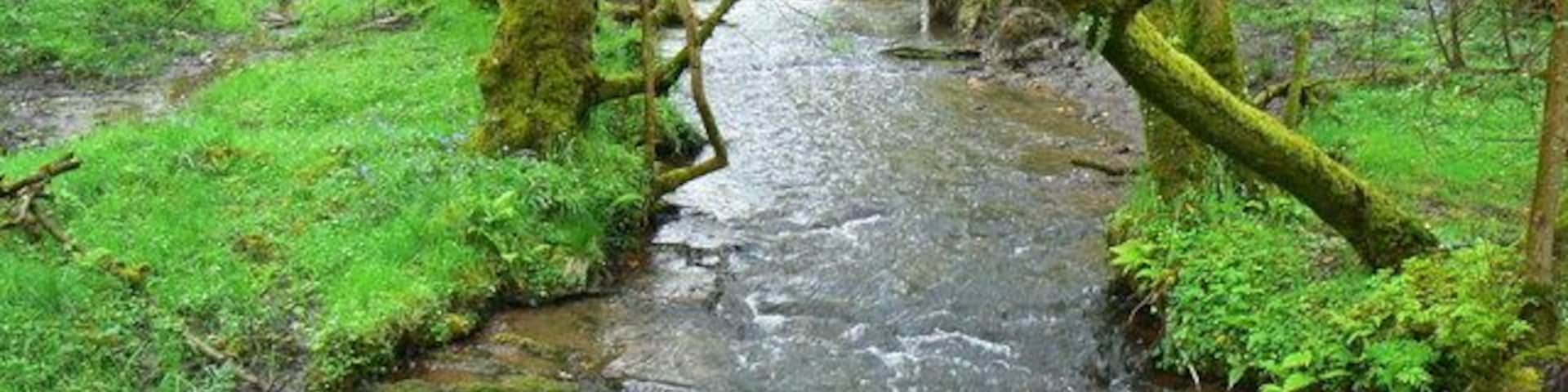 Afon Tigen, Pont Ty-coed, Fron-isaf An idyllic location in less than idyllic weather. This is a view upstream of the stream that flows west into the Afon Taf at Llanglydwen about a kilometre west.