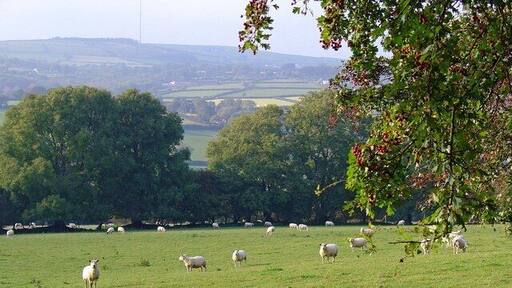 Sheep pasture: Blaengosen, Eglwysfairachurig The Preseli transmitter (SN17203067) is on the horizon.