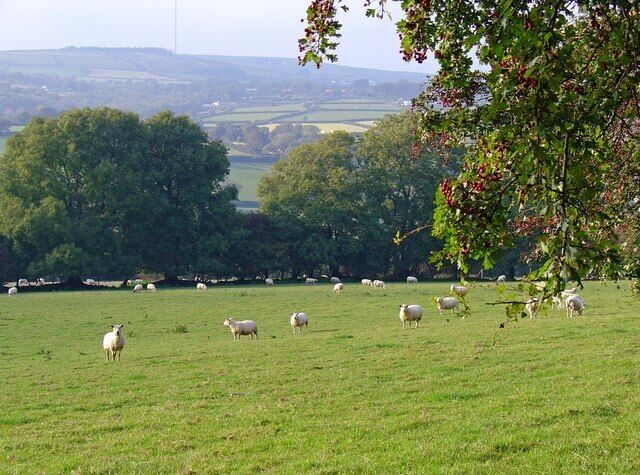 A green field with sheep grazing, trees, and a distant view of hills.