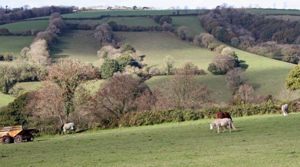 Field near Penrhiwgoch-uchaf, Llanboidy (2)