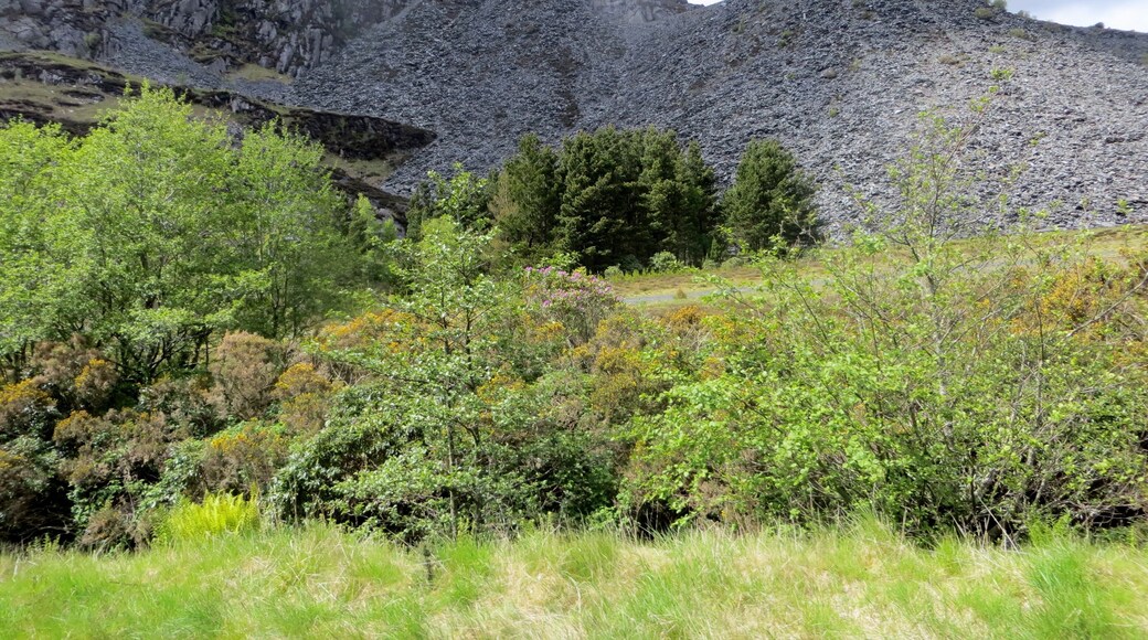 Slate quarry from the railway - 1st June 2013