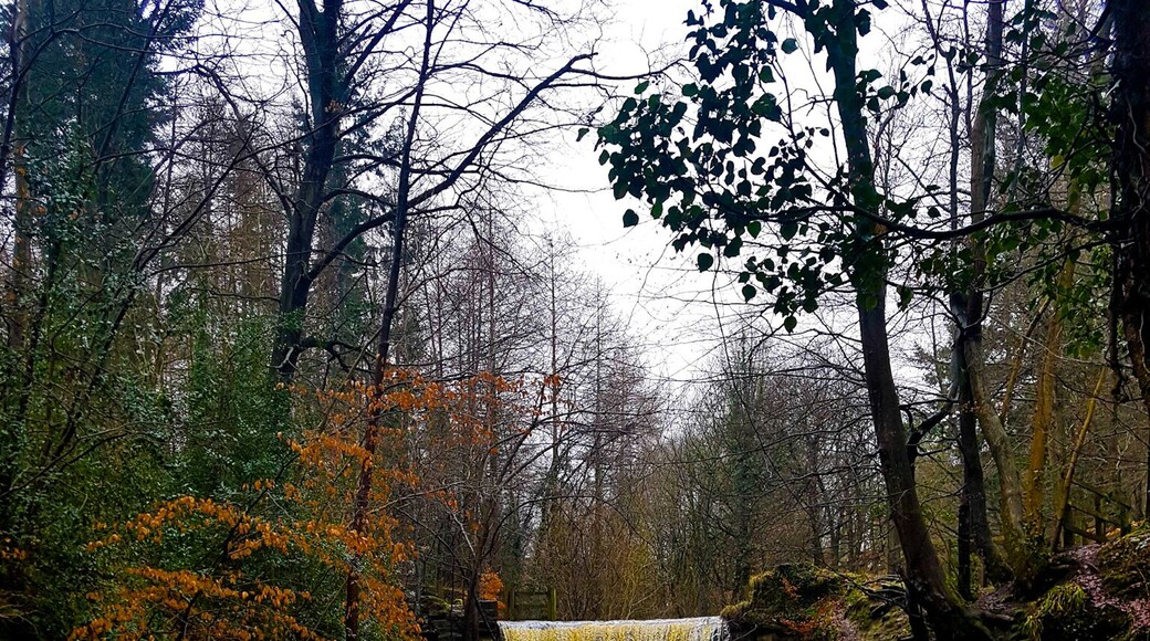 Walk around Nant Mill wood fantastic