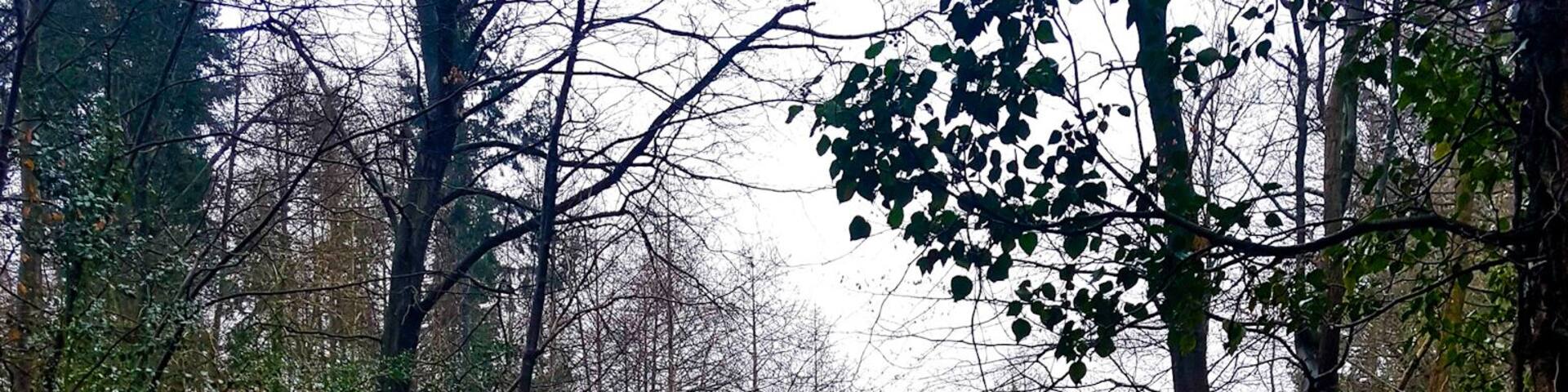 Walk around Nant Mill wood fantastic