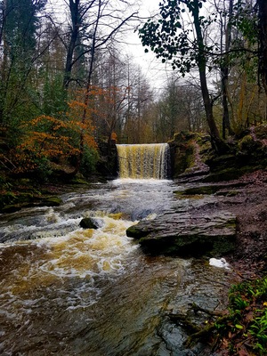 Walk around Nant Mill wood fantastic
