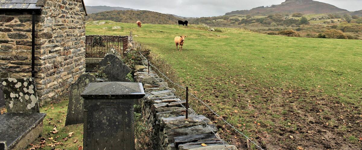 A stone building with a sloped roof, a stone wall, and a grassy field with cows in the distance.