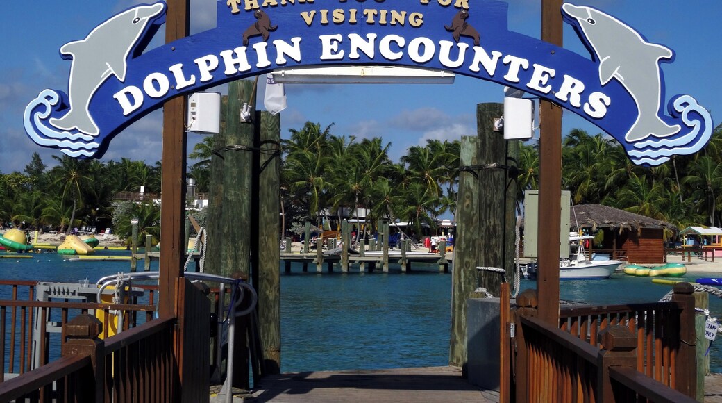 #Bahamas #BlueLagoonIsland
This island has many attractions such as encounter with dolphins and kayaks, but the real attraction is the water full of fish and an indescribable transparency.
Esta ilha possui diversos atrativos como encontro com golfinhos e caiaques, mas o verdadeiro atrativo é a água repleta de peixes e de uma transparência indescritível.