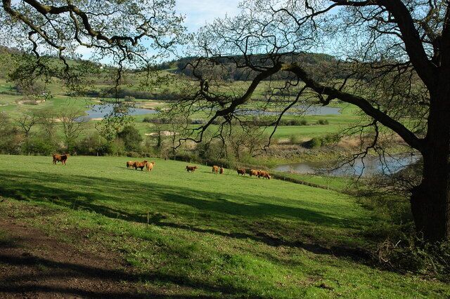 Highland cattle at Llanhennock Highland cattle graze a field on the banks of the River Usk near Llanhennock.