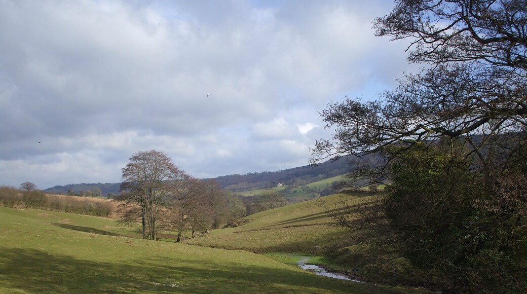 Stream running down to the Usk