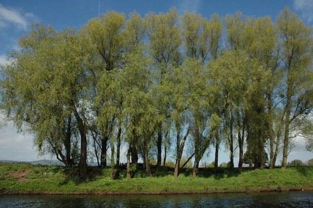 Trees on the banks of the River Usk Trees on the banks of the River Usk opposite Clytha Park.