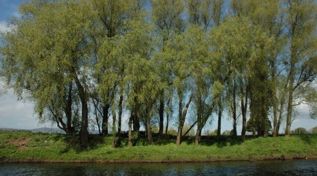Trees on the banks of the River Usk Trees on the banks of the River Usk opposite Clytha Park.