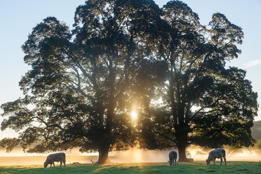 A large tree with sunlight filtering through its leaves, and cows grazing in the foreground.
