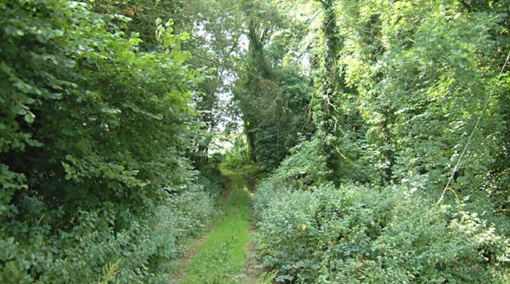 Path to Ancient Fort/Camp. This path starts opposite the entrance to Coombe Farm and ascends to the Ancient Fort/Camp at ST461925.