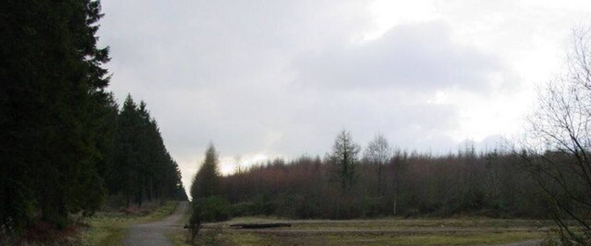 A gravel path in a forested area with trees and a cloudy sky.