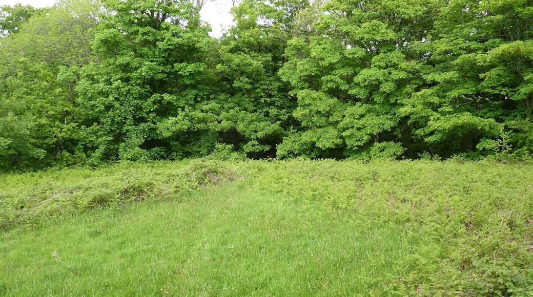 Plas Baglan is a medieval fortified site and Scheduled Monument near Port Talbot. It is probably amongst the trees beyond the clearing.