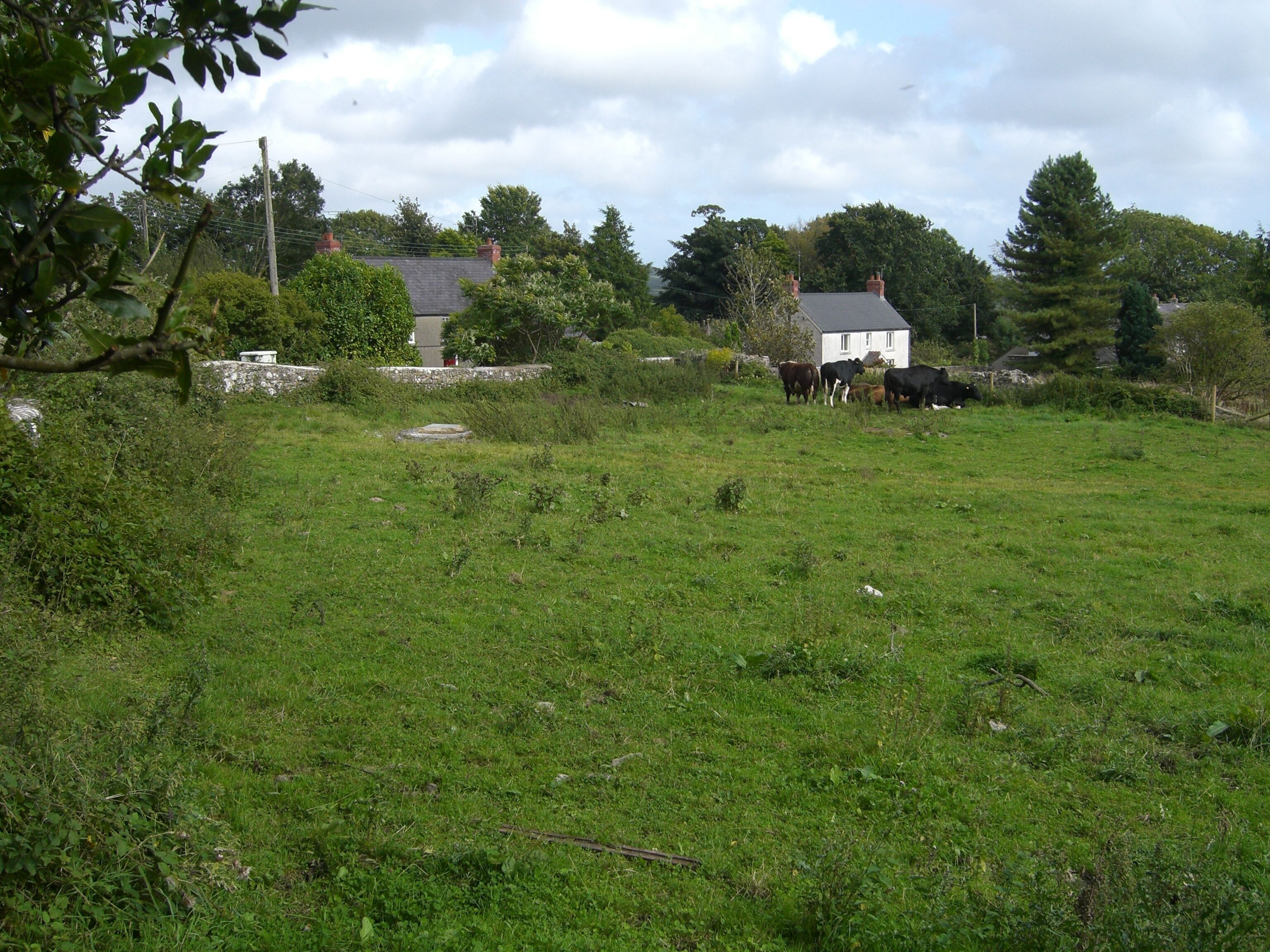 A grassy field with cows, a stone wall, and houses in the background.