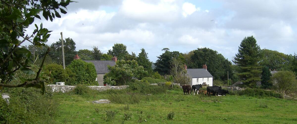 A grassy field with cows, a stone wall, and houses in the background.