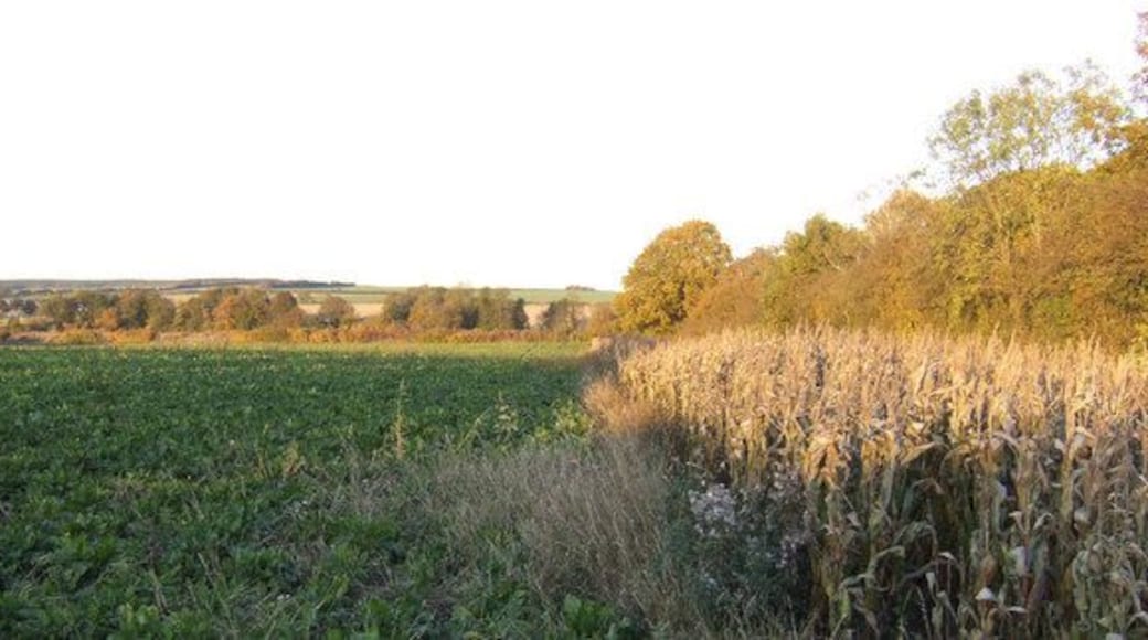 Arable land south of the Granta The view north of the Bartlow Road near New Farm Cottages. A field maize headland to the right is in place to provide shelter and food for hedgerow wildlife.
