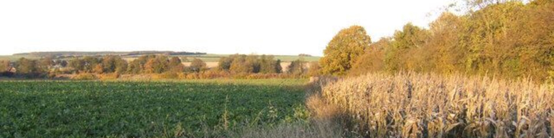 Arable land south of the Granta The view north of the Bartlow Road near New Farm Cottages. A field maize headland to the right is in place to provide shelter and food for hedgerow wildlife.