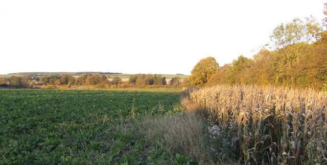 A field with crops and a cornfield in the background.
