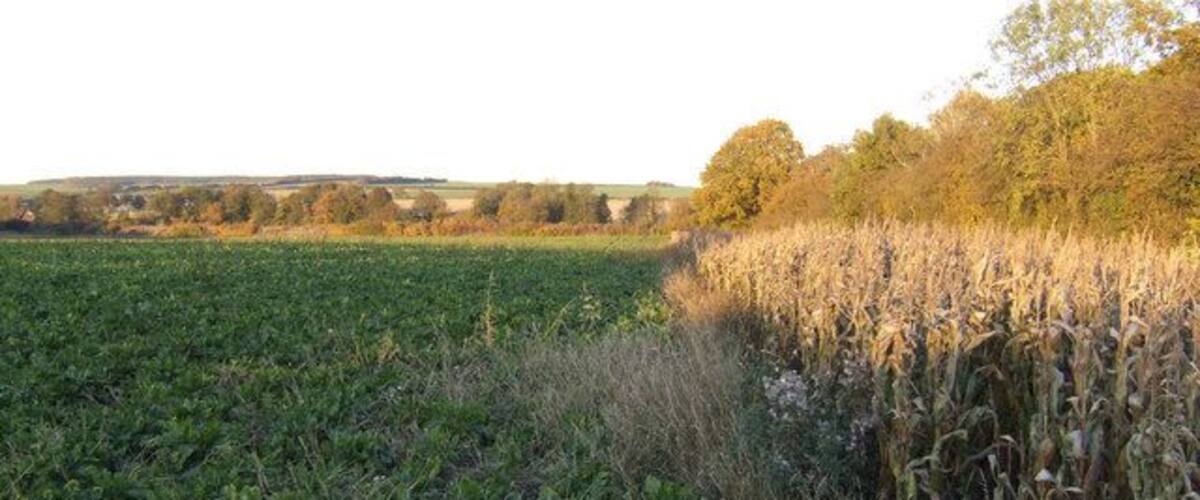 A field with crops and a cornfield in the background.