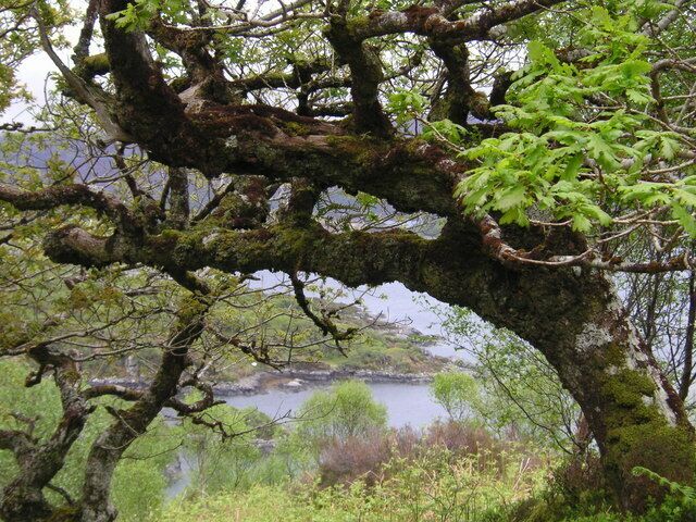 Ancient oakwoods at Glenborrodale, by Loch Sunart.
