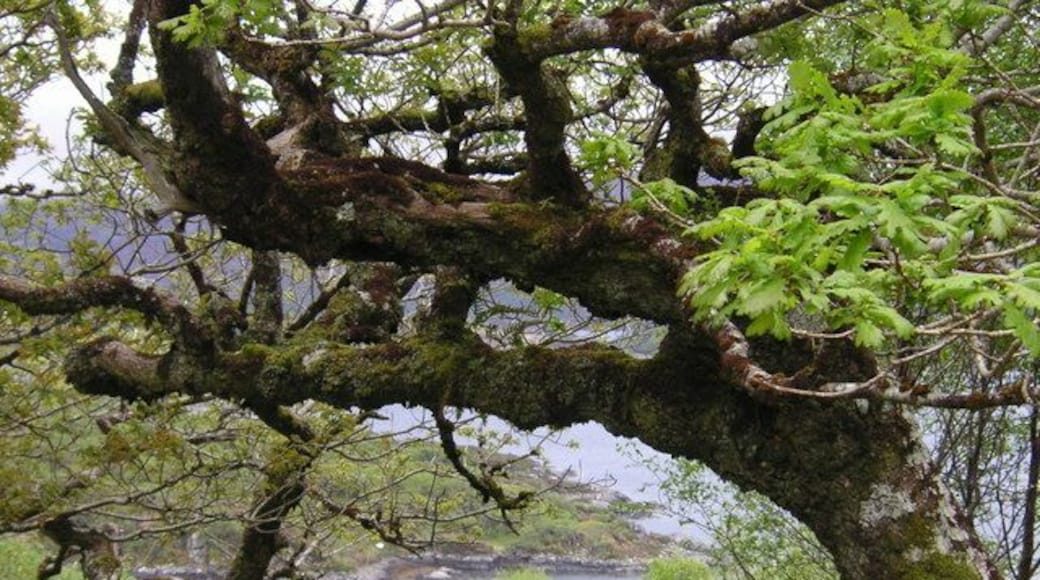 Ancient oakwoods at Glenborrodale, by Loch Sunart.