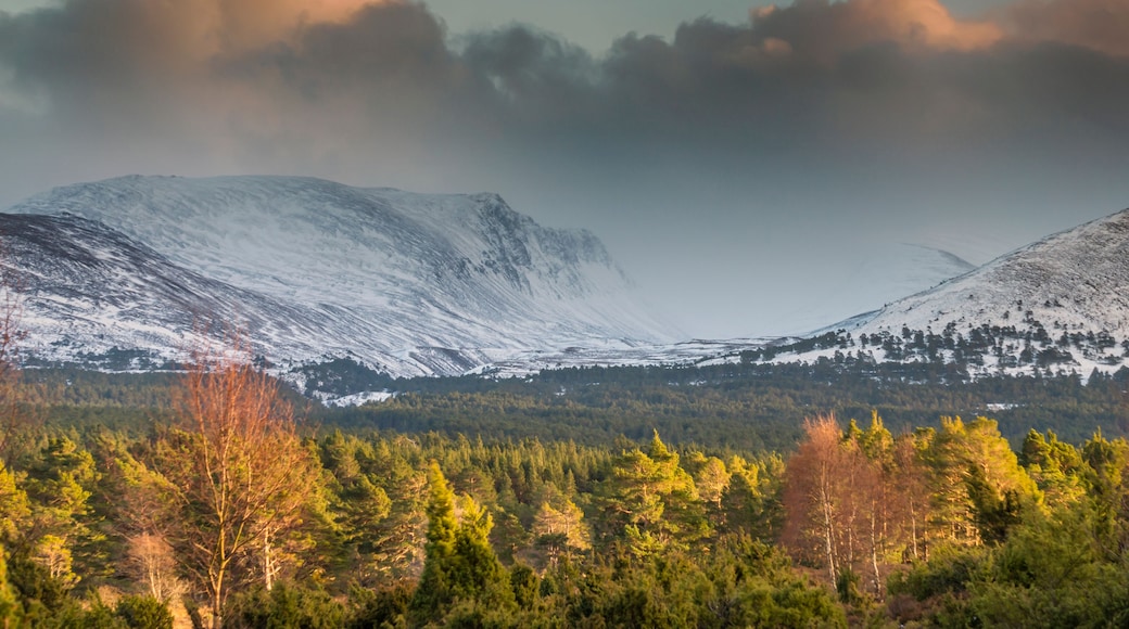 A snow-covered mountain range with a forested valley in the foreground.