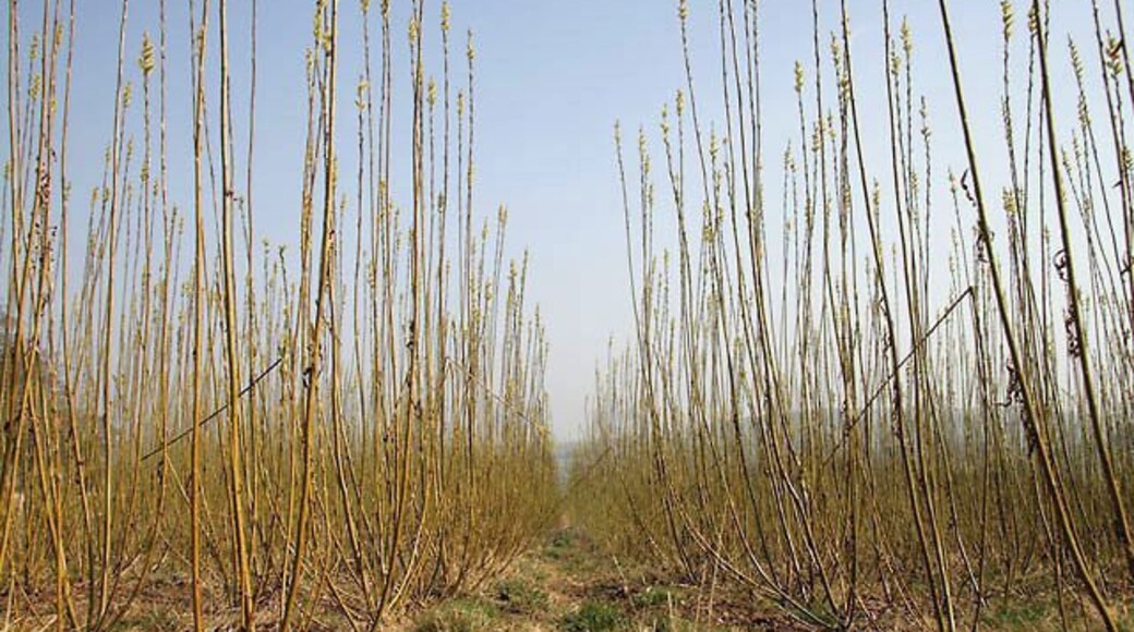 Inside a field of willow saplings. A view from the southwest corner of a large field 1216372 of young willows.