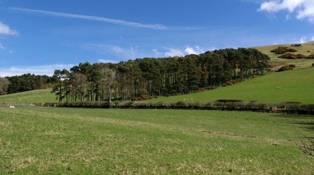 Bonchester Bridge Plantation on Bonchester Hill above Bonchester Farm.