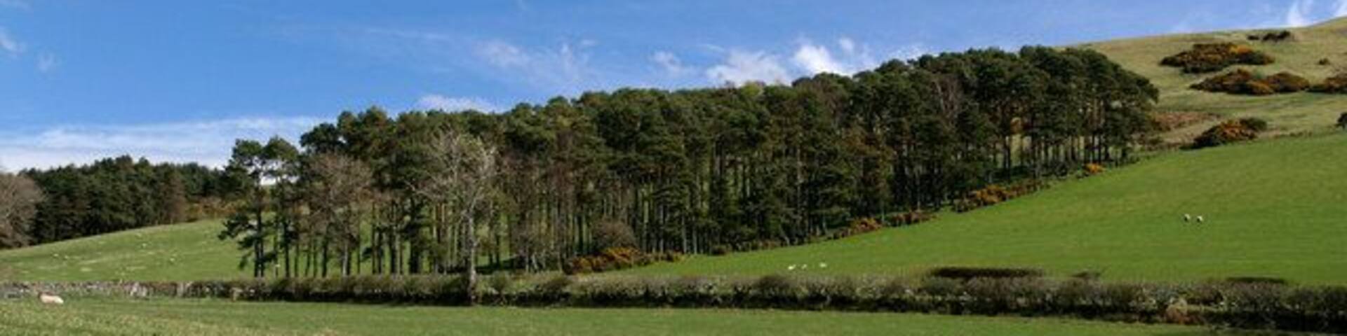 Bonchester Bridge Plantation on Bonchester Hill above Bonchester Farm.