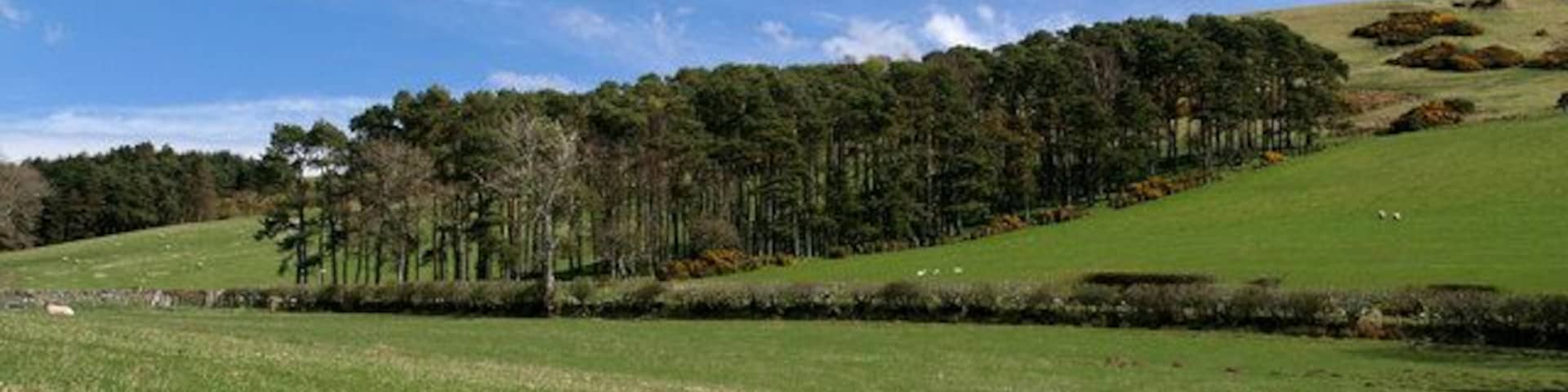 Bonchester Bridge Plantation on Bonchester Hill above Bonchester Farm.