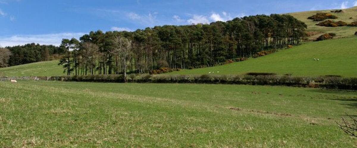 A green field with a forested hill and a clear blue sky.