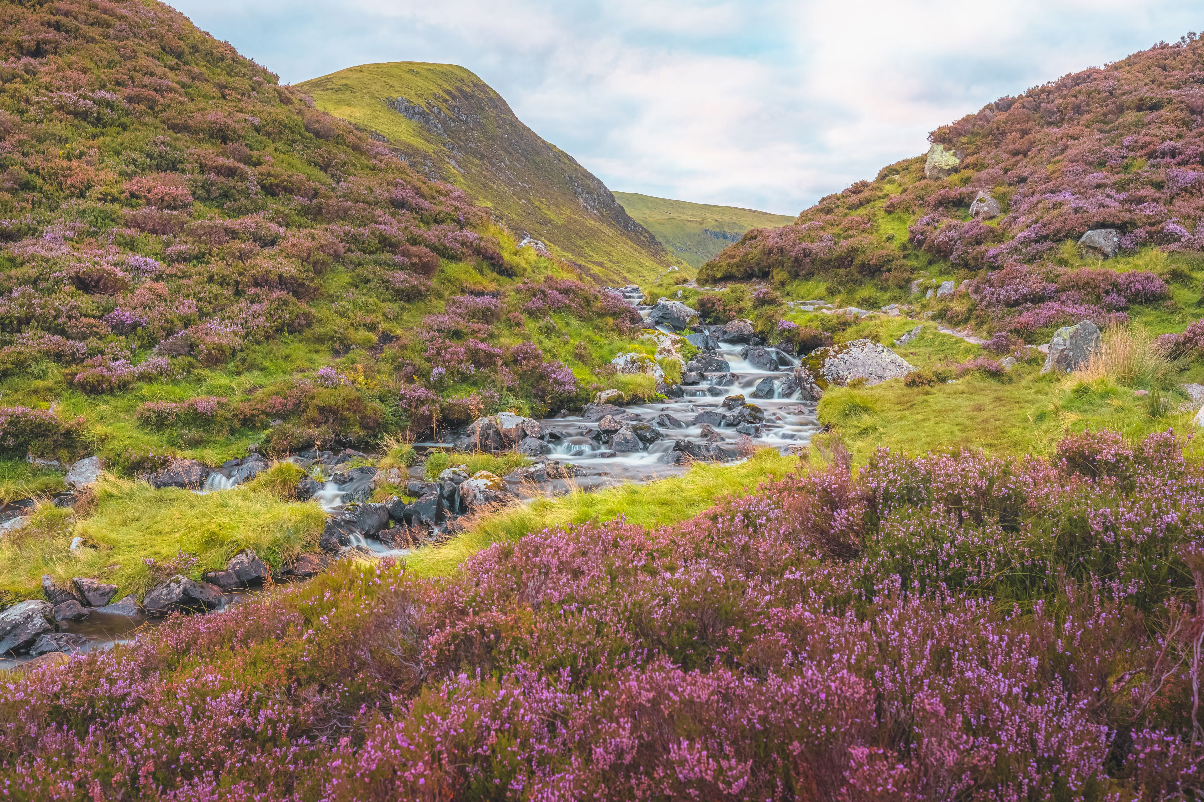 A mountainous landscape with a flowing stream, lush greenery, and purple heather.