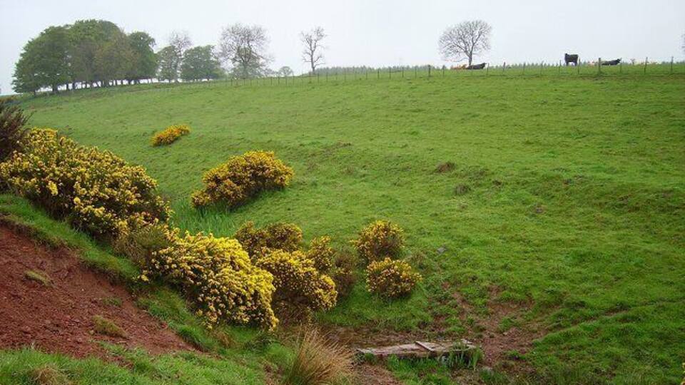 Clora Burn. Red sandstone shows in the colour of the mud. Cow pasture outside Oxton.