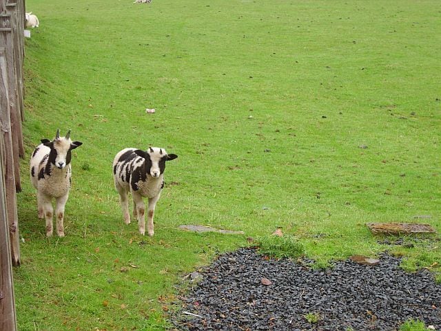 Lambs, Oxton. Jacob lambs.