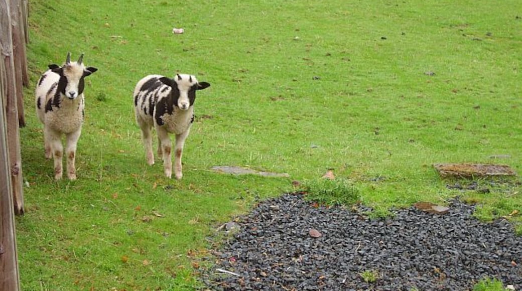 Lambs, Oxton. Jacob lambs.