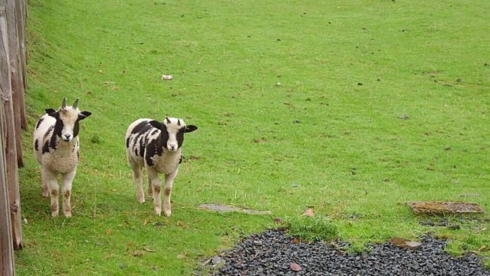 Lambs, Oxton. Jacob lambs.