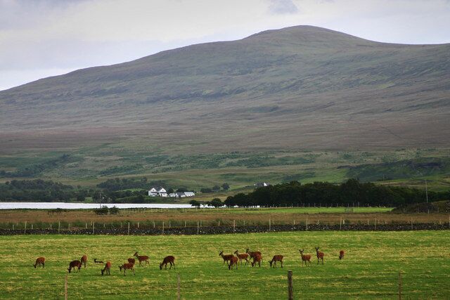 Red Deer at Altnaharra These red deer apparently roam freely in the grounds of the local hotel. Behind the deer are houses at Clebrig at the foot of Ben Klibreck.
