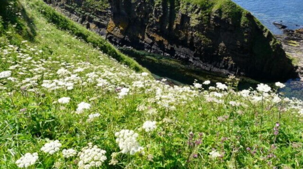 Shoreline near Forse castle.