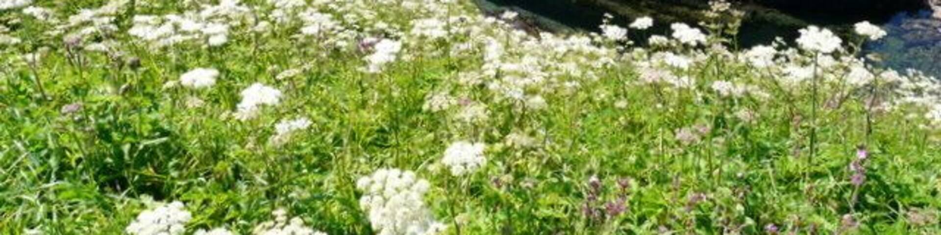 Shoreline near Forse castle.