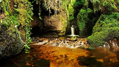 A waterfall in a lush, green forest with moss-covered rocks and a clear stream.